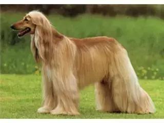 狗狗体臭是什么原因导致,狗狗有体臭怎么去除