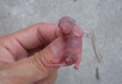 诡异录：鼠杀奇谭