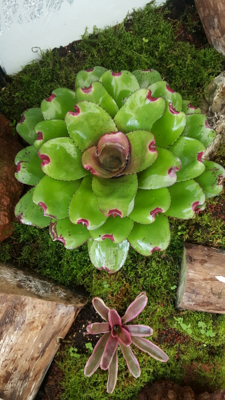 向阳的玻璃花房,玻璃花房设计建造