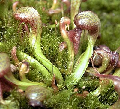 向阳的玻璃花房,玻璃花房设计建造
