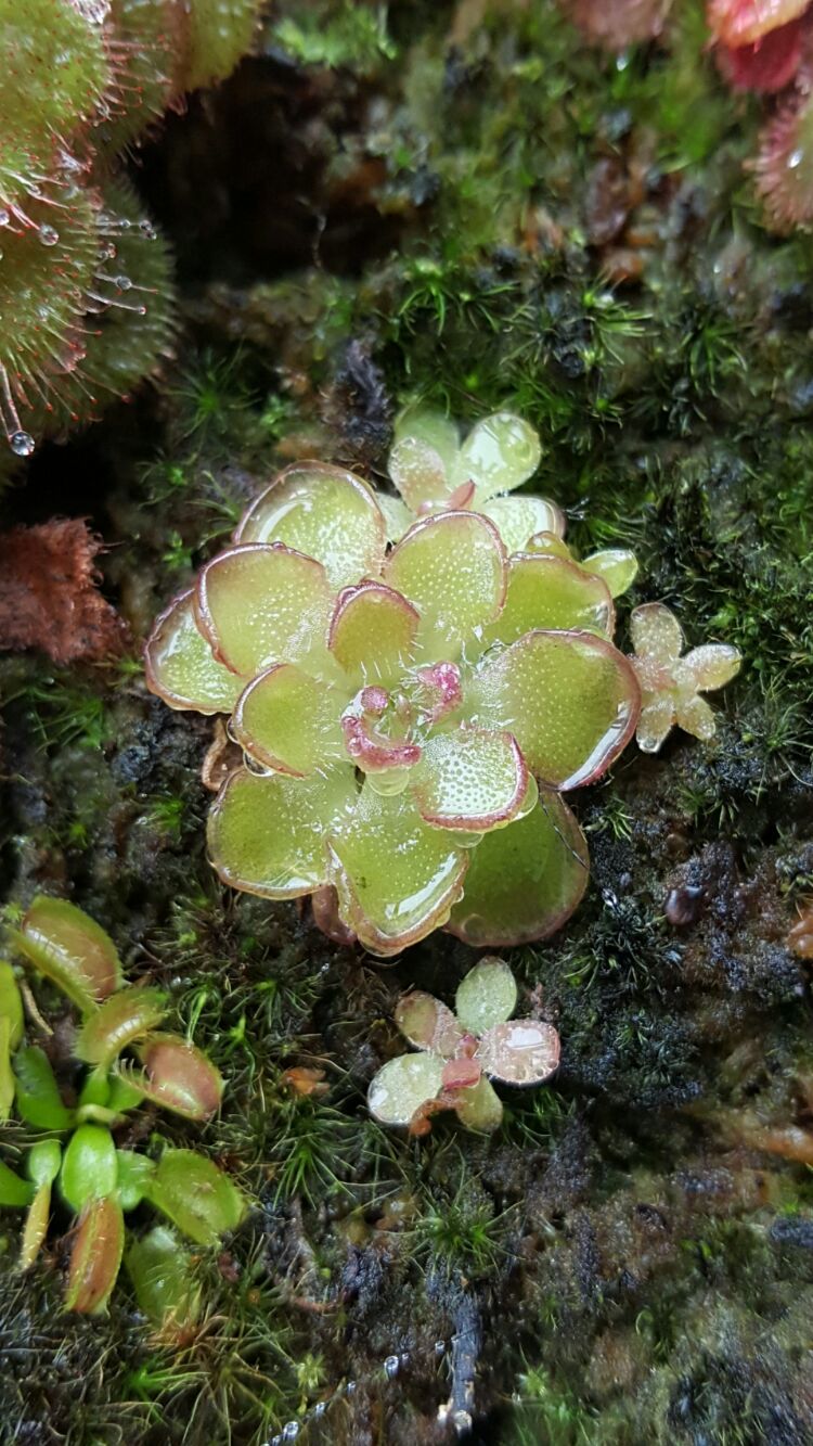 向阳的玻璃花房,玻璃花房设计建造