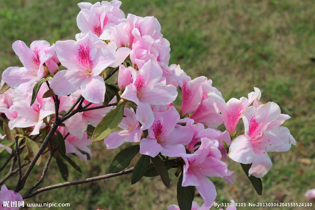 猫咪绝对不能吃的东西,猫咪能吃的食物