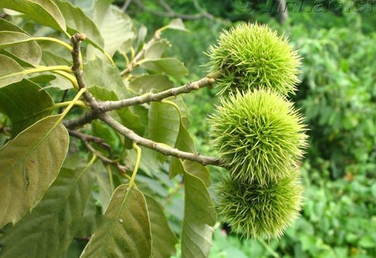 最养胎的九种坚果,坚果有哪些种类怀孕不能吃的