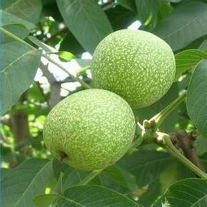 最养胎的九种坚果,坚果有哪些种类怀孕不能吃的