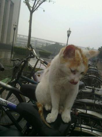 突然就想念起图书馆的那个猫副馆长了