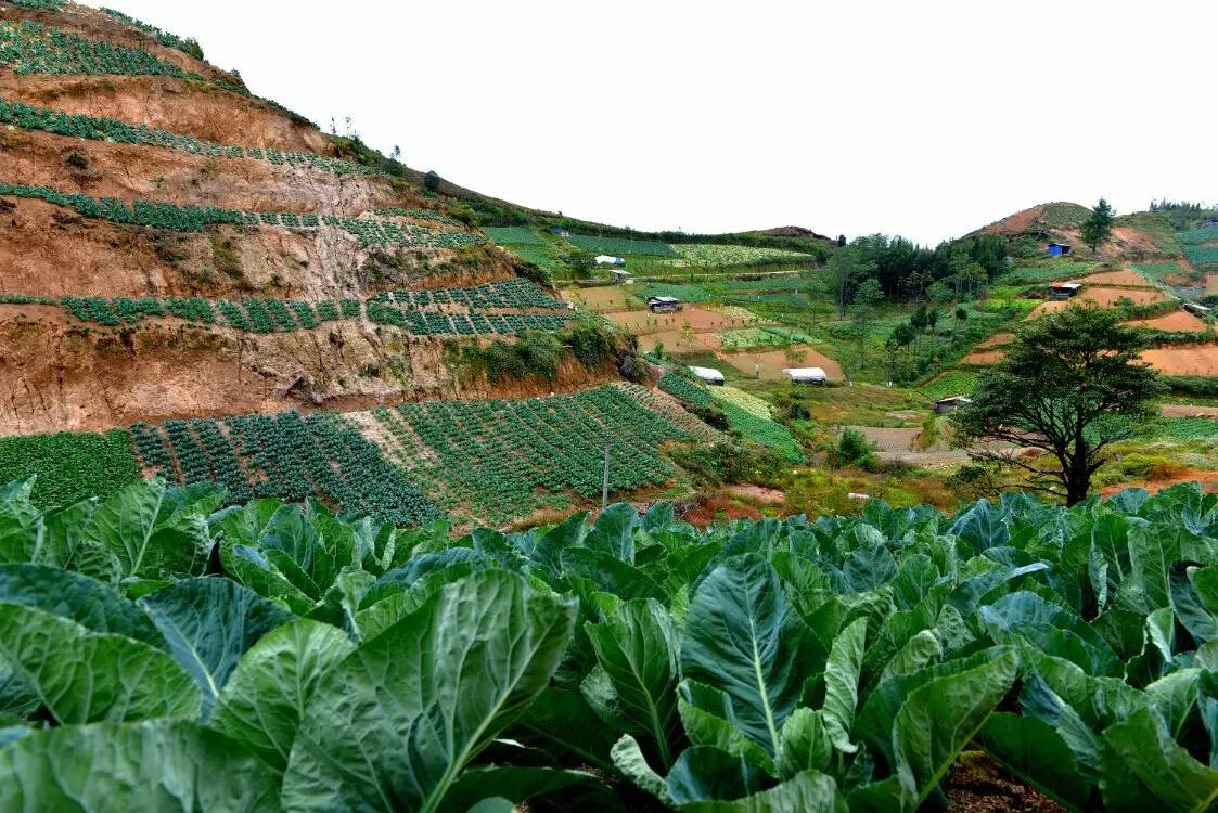 养鸡养羊还养生，德宏的这个地方，去了就不想走了！