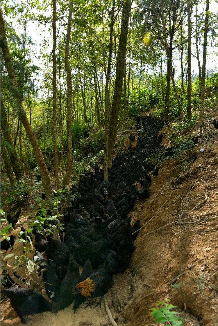 养鸡养羊还养生，德宏的这个地方，去了就不想走了！