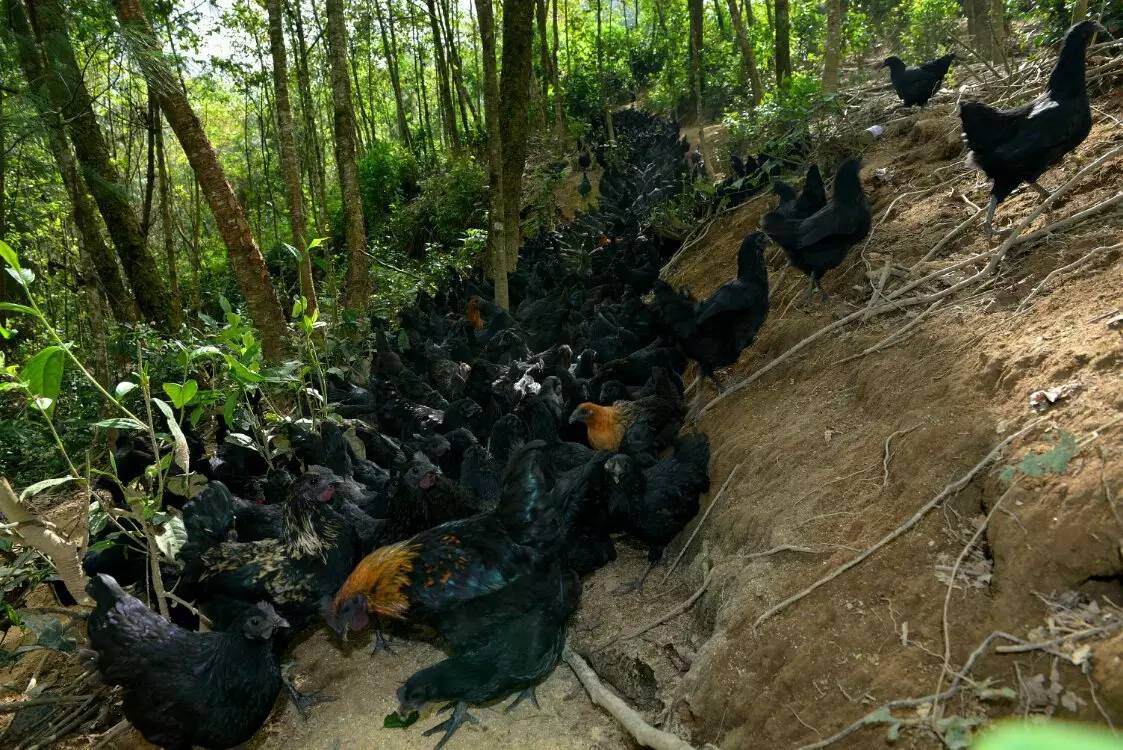 养鸡养羊还养生，德宏的这个地方，去了就不想走了！