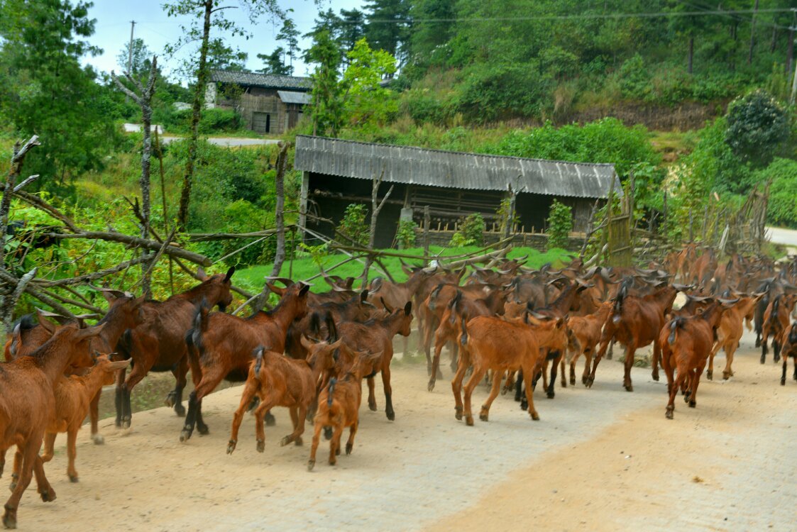 养鸡养羊还养生，德宏的这个地方，去了就不想走了！