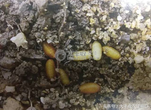 柑橘里长蛆虫能吃吗,吃到蛆柑怎么办