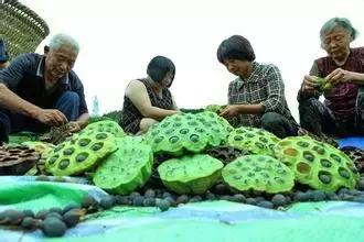 依靠人民群众的力量才能振兴乡村,产业带动村民致富日子越过越好