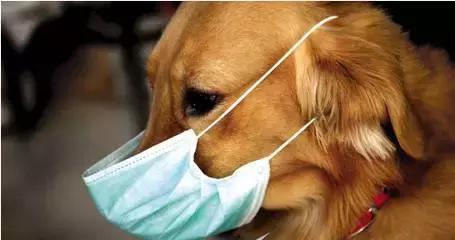 狗狗体臭是什么原因导致,狗狗有体臭怎么去除