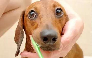 狗狗体臭是什么原因导致,狗狗有体臭怎么去除