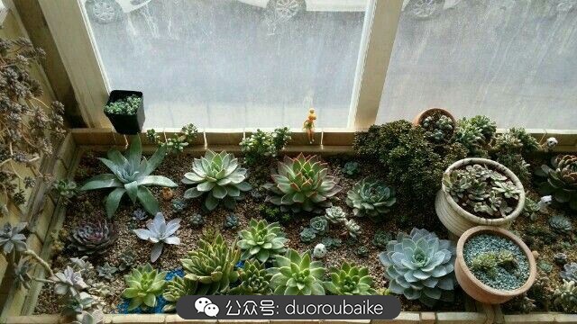 向阳的玻璃花房,玻璃花房设计建造