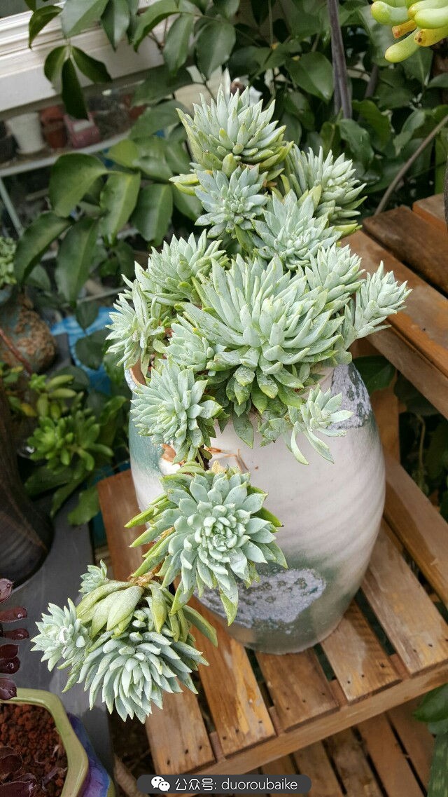 向阳的玻璃花房,玻璃花房设计建造