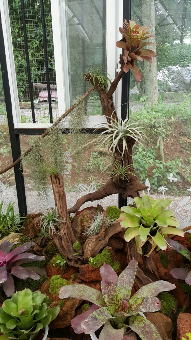 向阳的玻璃花房,玻璃花房设计建造