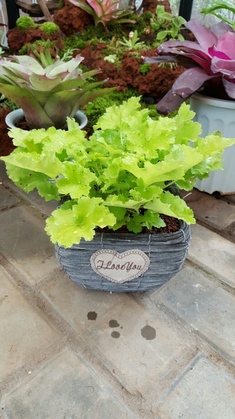 向阳的玻璃花房,玻璃花房设计建造