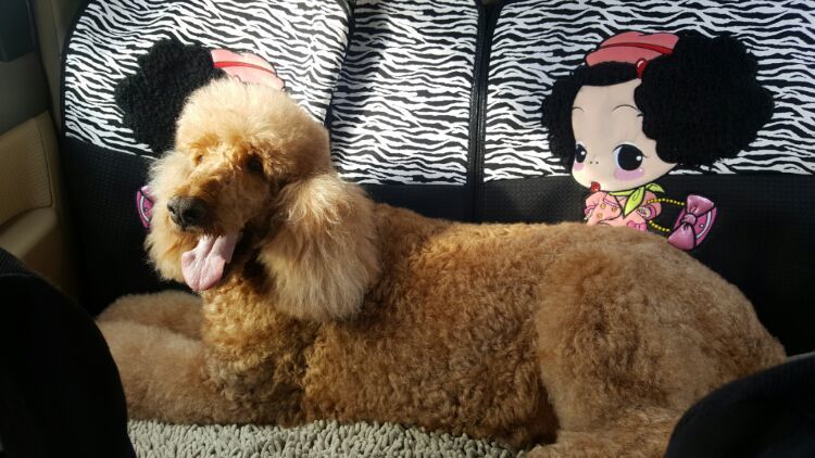 向阳的玻璃花房,玻璃花房设计建造