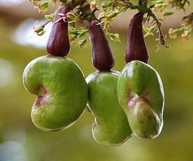 最养胎的九种坚果,坚果有哪些种类怀孕不能吃的