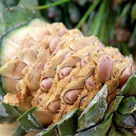 最养胎的九种坚果,坚果有哪些种类怀孕不能吃的