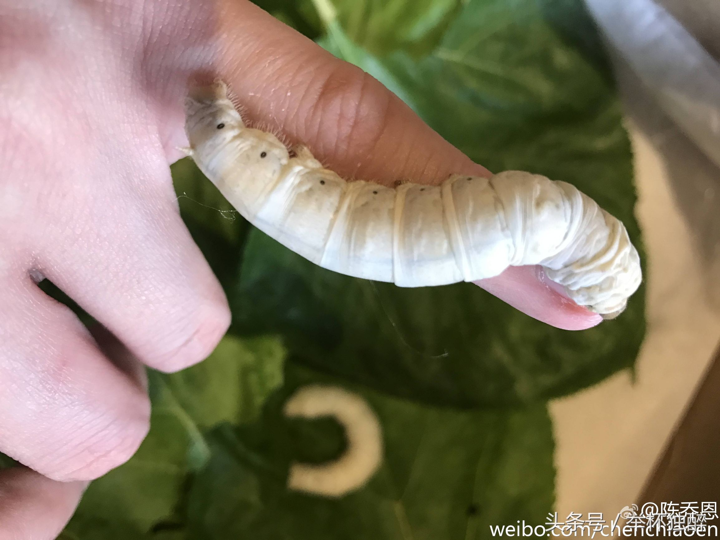 谢霆锋宠物,谢霆锋宠物乌龟