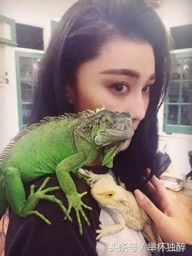 谢霆锋宠物,谢霆锋宠物乌龟