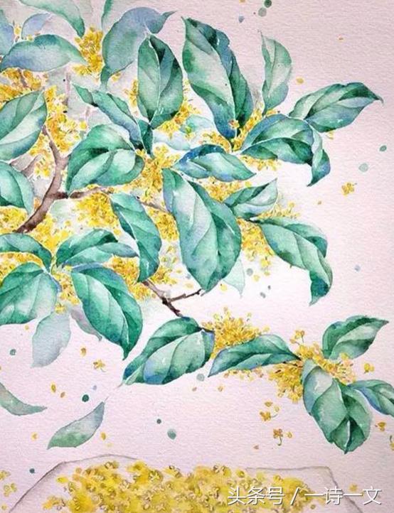 《唯有丹桂飘香八月馥郁芬芳》我，想你了荼蘼花事春已了