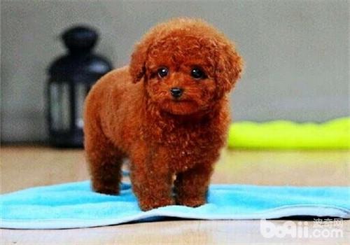 狗狗毛发日常养护,哪种小体狗狗毛好打理些