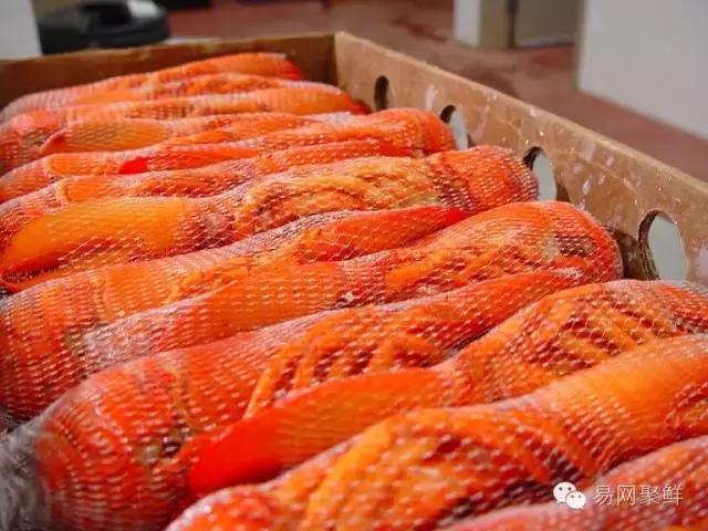 海鲜陆冻和船冻,船冻海鲜好还是鲜活海鲜好