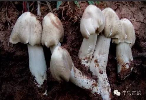 牛街自述，看完再也不嫌弃你了~~~