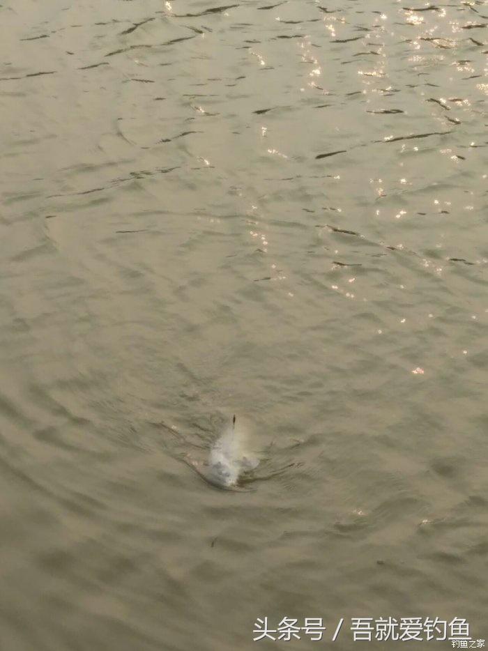 假休十月翻板初试失利恶犬护塘渔获数爆炸饵