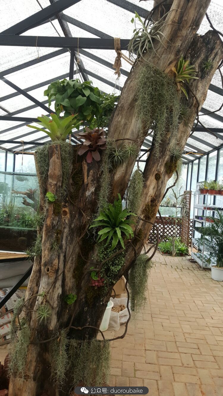 向阳的玻璃花房,玻璃花房设计建造