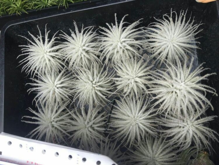 向阳的玻璃花房,玻璃花房设计建造