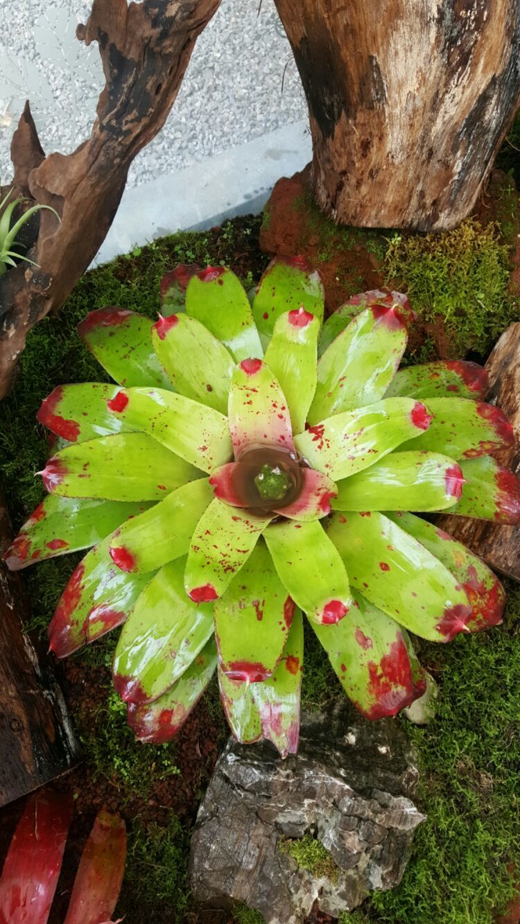 向阳的玻璃花房,玻璃花房设计建造