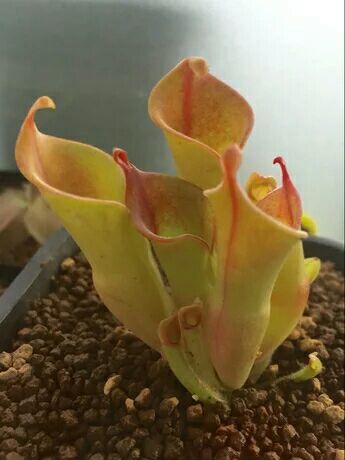 向阳的玻璃花房,玻璃花房设计建造