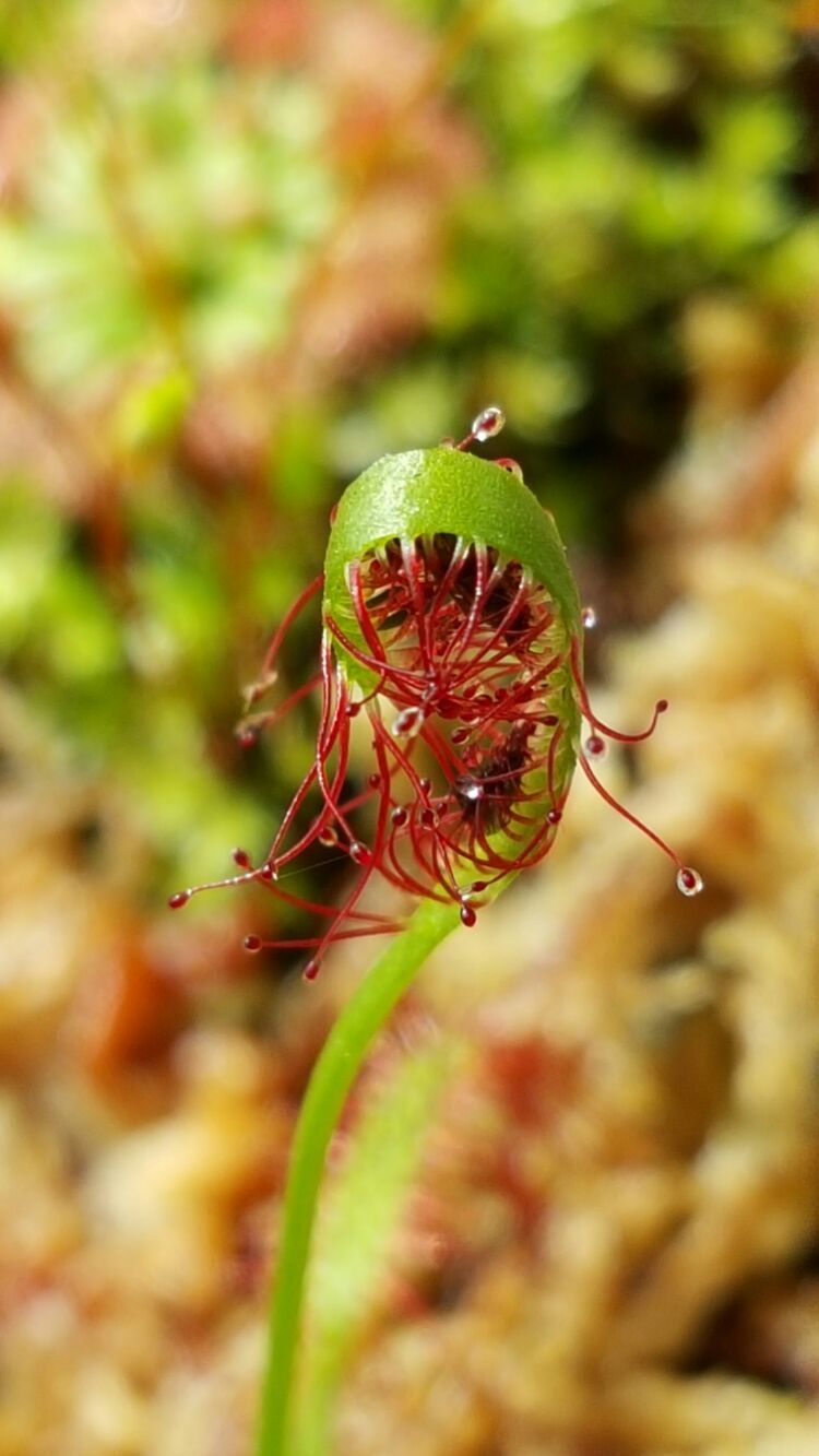 向阳的玻璃花房,玻璃花房设计建造