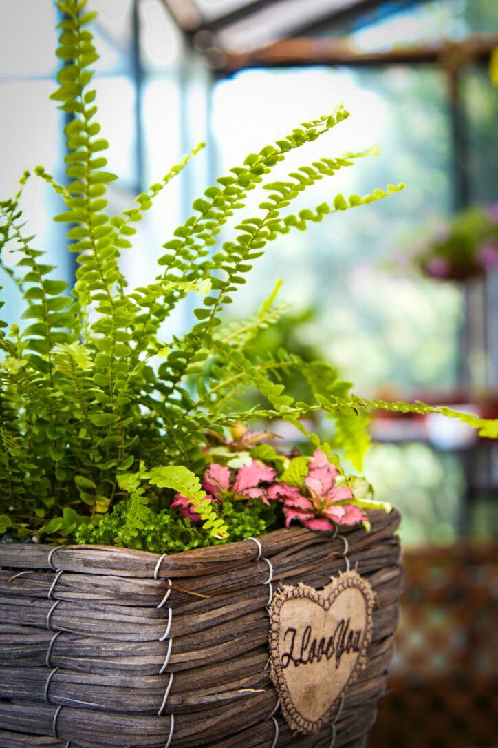 向阳的玻璃花房,玻璃花房设计建造