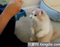 猫咪绝对不能吃的东西,猫咪能吃的食物