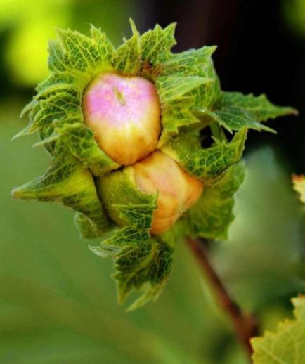 最养胎的九种坚果,坚果有哪些种类怀孕不能吃的