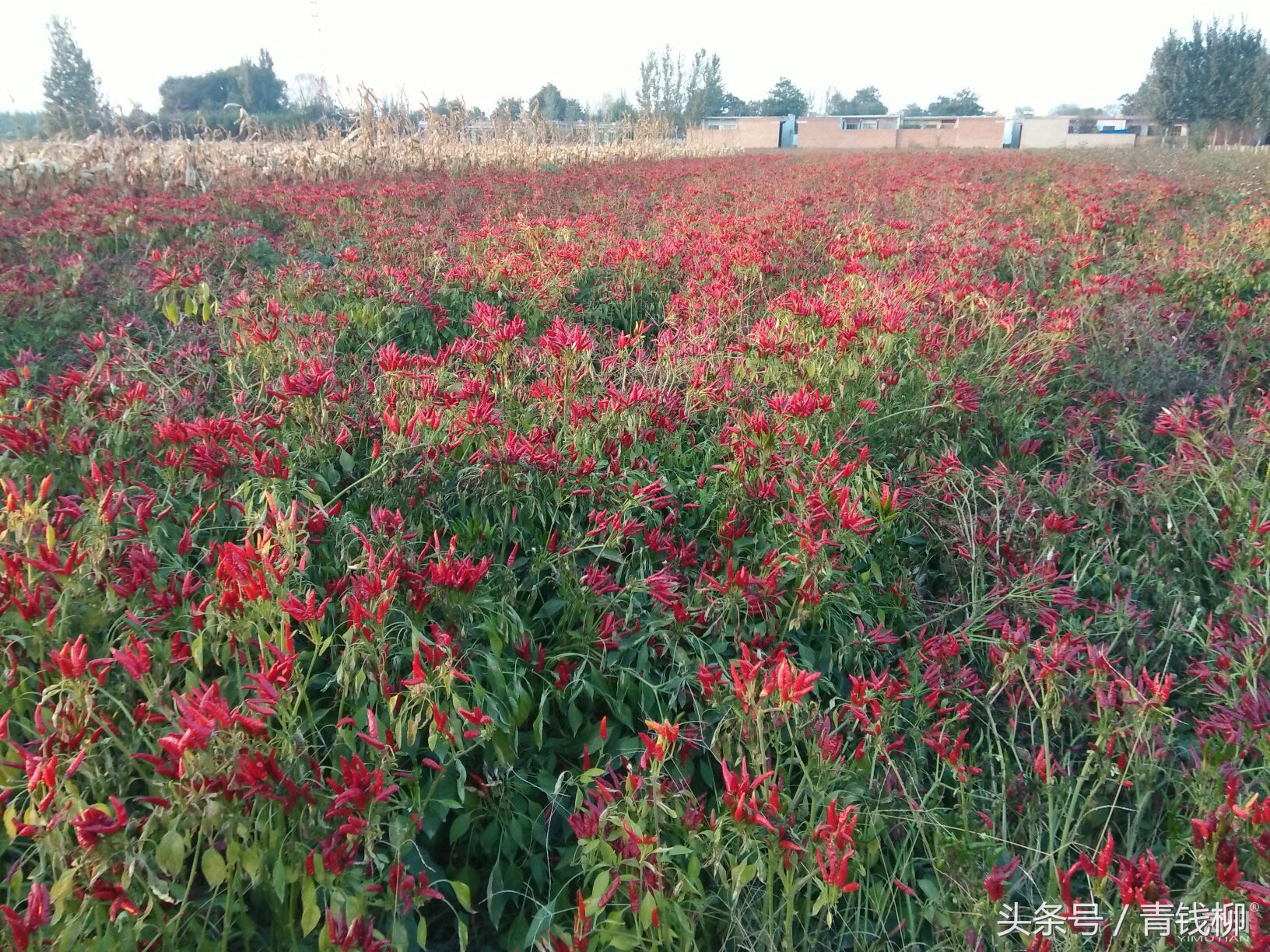 朝天椒红辣椒栽培技术,朝天椒高产技术与病虫害防治