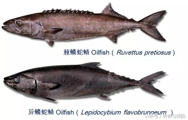 揭秘[海鲜中的李逵和李鬼们]之银鳕鱼。迄今最全最专业贴