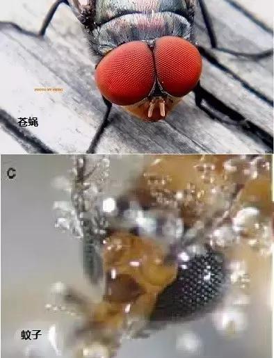 为什么有人爱招蚊子,易招蚊子是什么原因