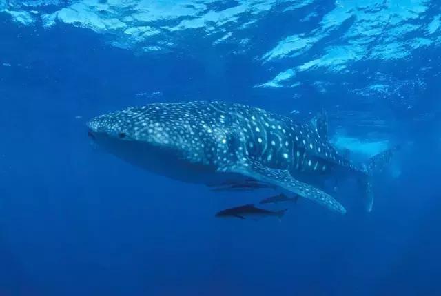 塞舌尔海洋天堂,最后的伊甸园之塞舌尔