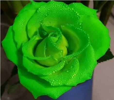 各种白玫瑰花的花语是什么,玫瑰花的不同花语