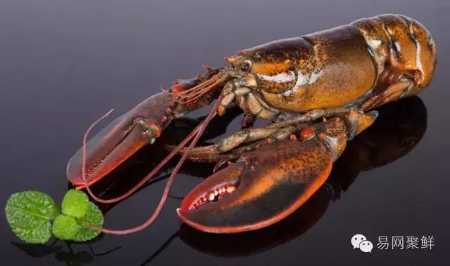 海鲜陆冻和船冻,船冻海鲜好还是鲜活海鲜好