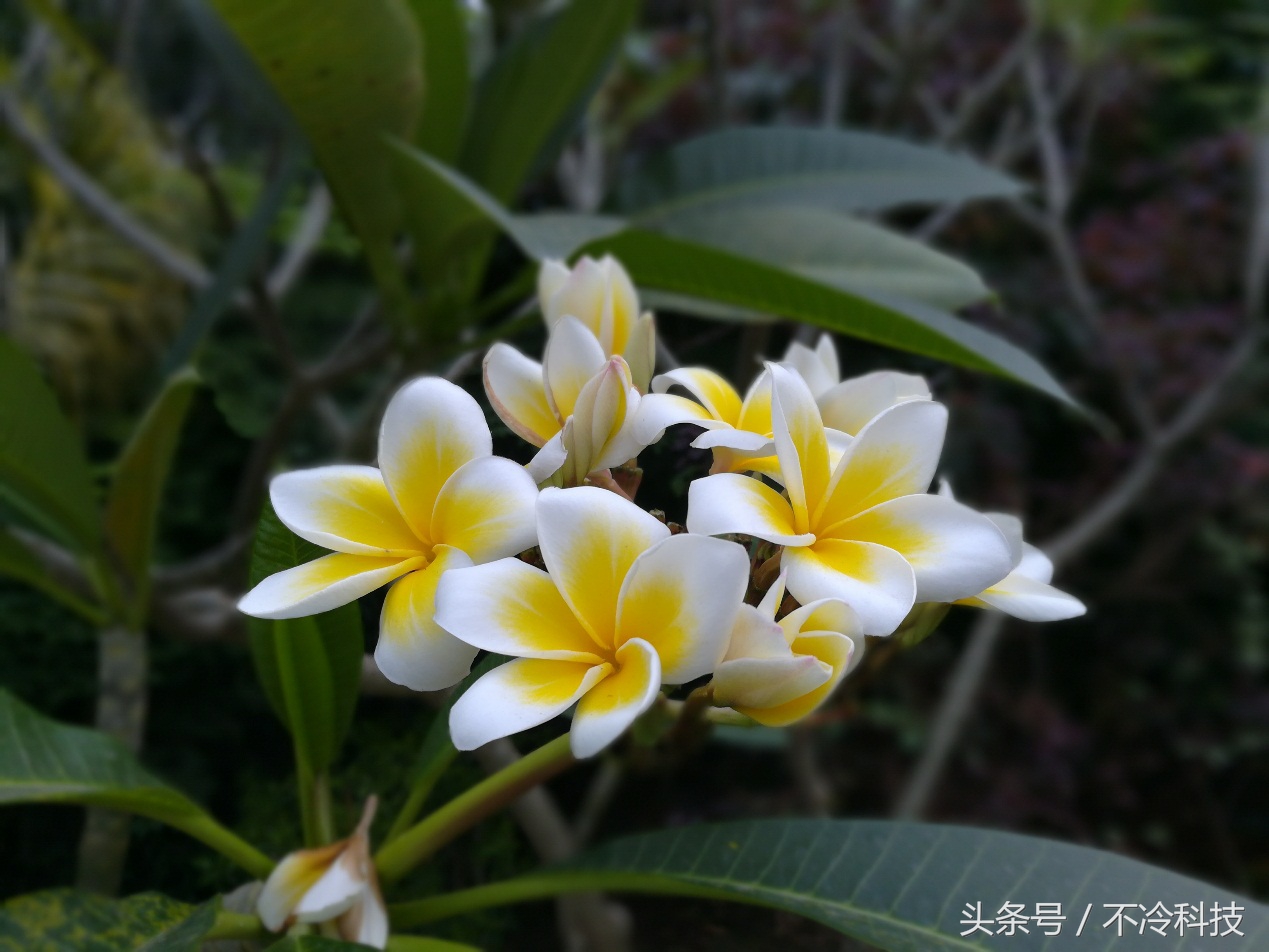 1500元手机推荐光荣畅玩6x,光荣6x与光荣畅玩6x是否一样