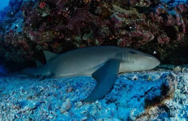 塞舌尔海洋天堂,最后的伊甸园之塞舌尔