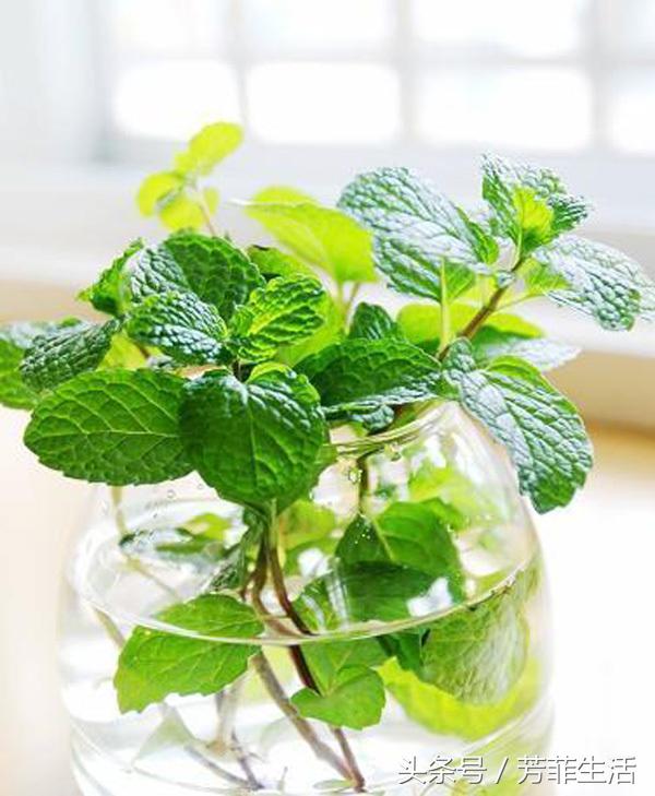 水培薄荷的营养液的做法,薄荷种子可以水培养殖吗