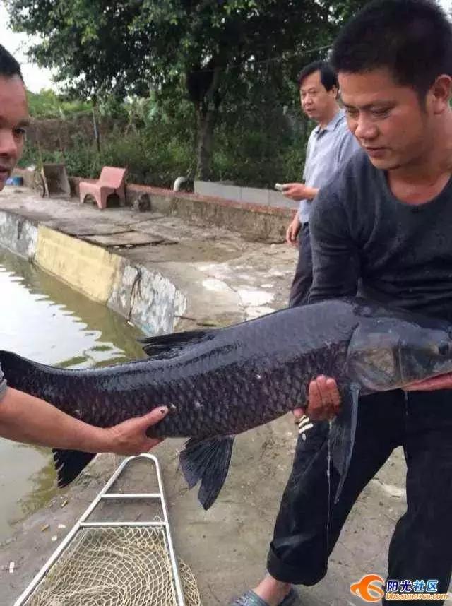 阴雨天喝碗鱼汤的说说心情,下雨天喝鱼汤好不好