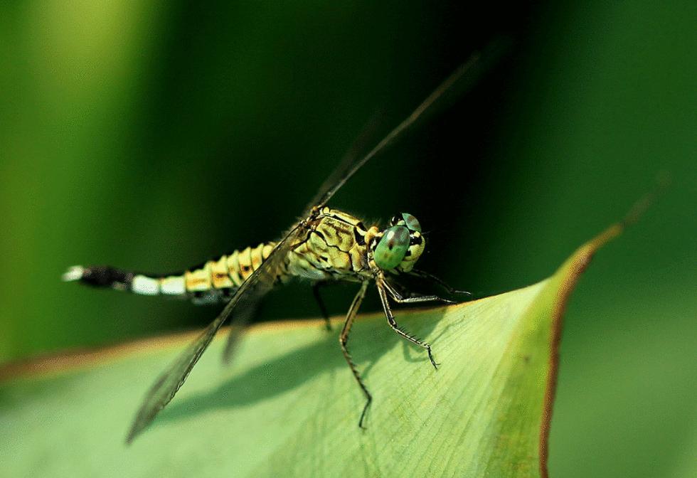 那些年的神级狗狗,那些年养过的电子宠物